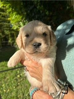 Oppus Grande Golden - Chiot disponible  - Golden Retriever