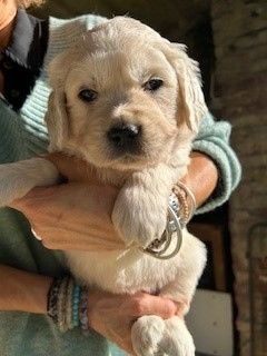 Oppus Grande Golden - Chiot disponible  - Golden Retriever