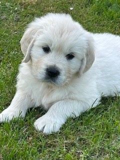 Oppus Grande Golden - Chiots disponibles - Golden Retriever