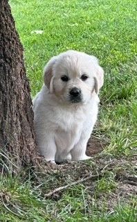 Oppus Grande Golden - Chiots disponibles - Golden Retriever