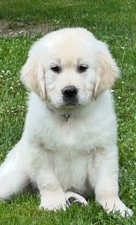 Oppus Grande Golden - Chiots disponibles - Golden Retriever