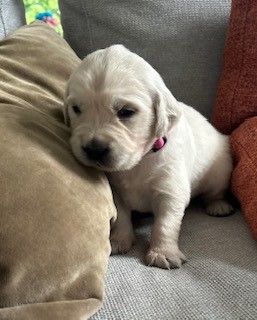 Oppus Grande Golden - Chiots disponibles - Golden Retriever