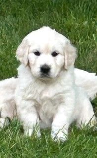 Oppus Grande Golden - Chiots disponibles - Golden Retriever