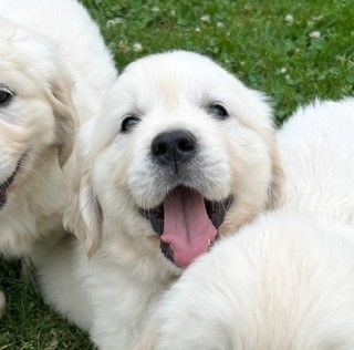 Oppus Grande Golden - Chiots disponibles - Golden Retriever